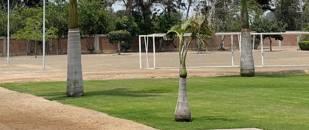 helvetia asia 4 galeria-min